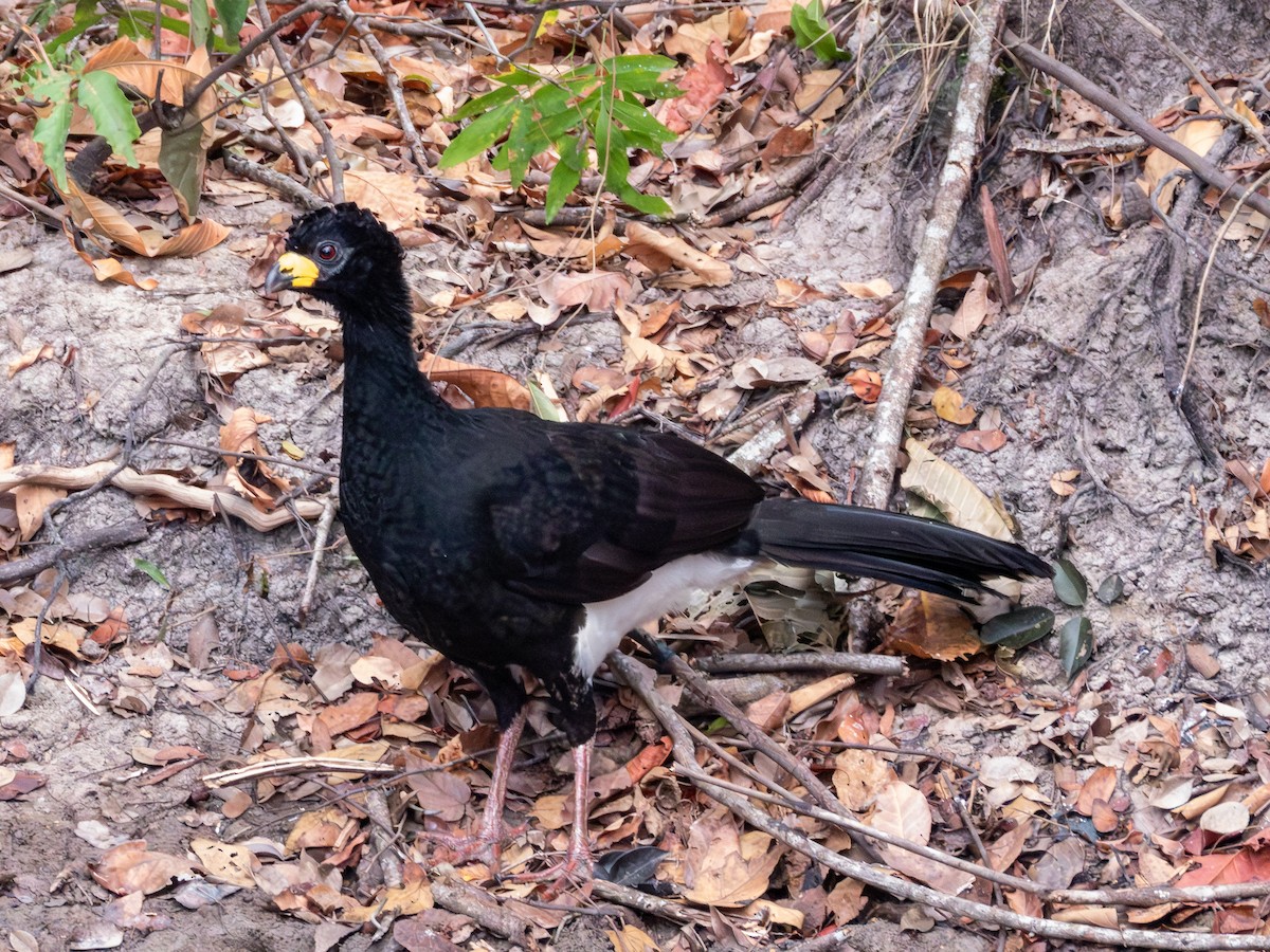 Bare-faced Curassow - ML641416662