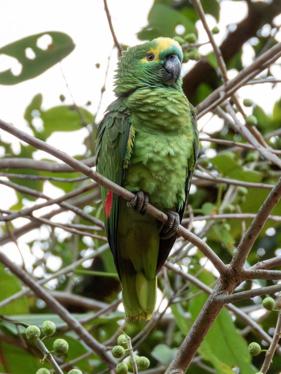 Turquoise-fronted Amazon - ML641416670