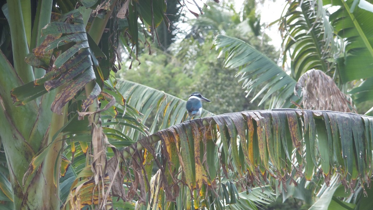 Pacific Kingfisher - ML641416679