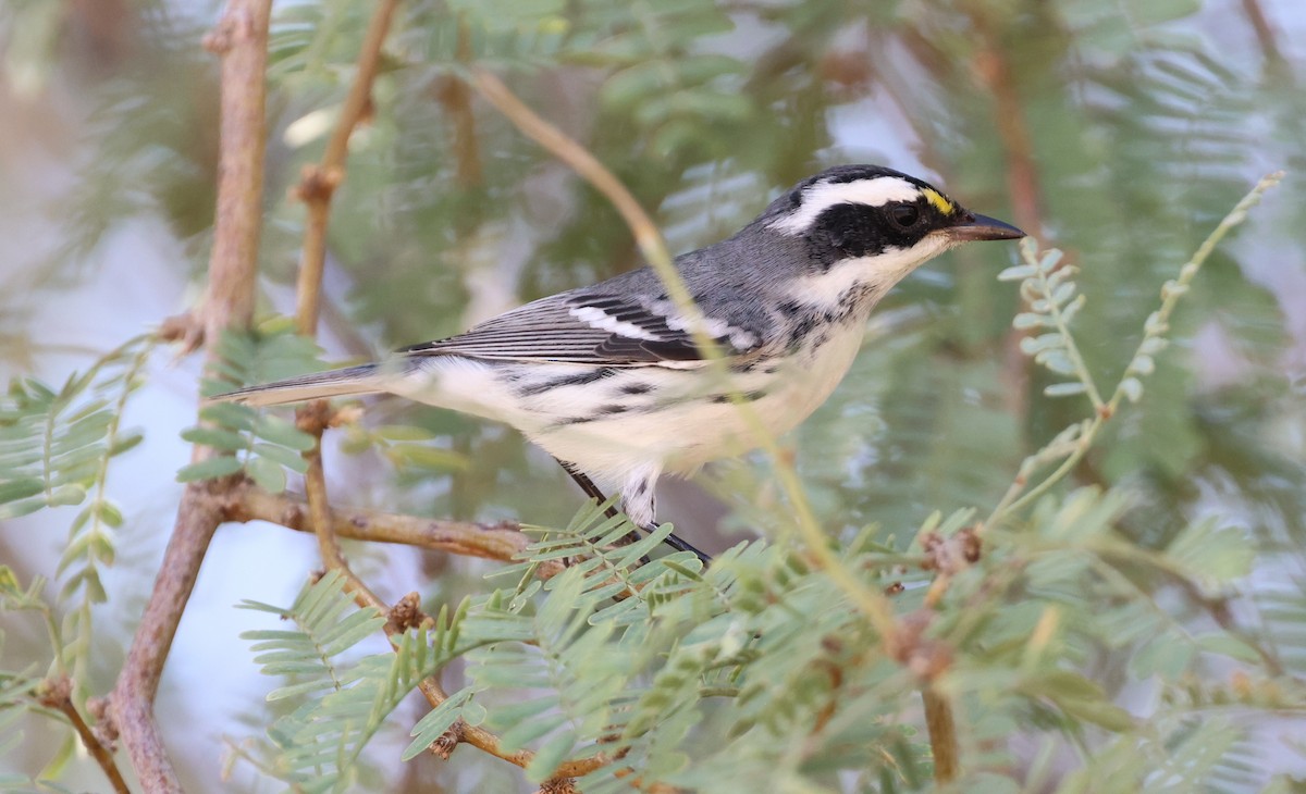 Black-throated Gray Warbler - ML641416686