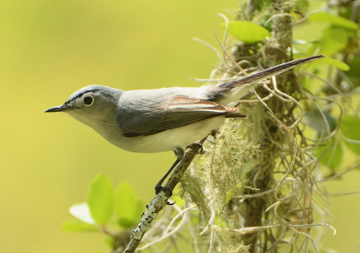 Blue-gray Gnatcatcher - ML641416688