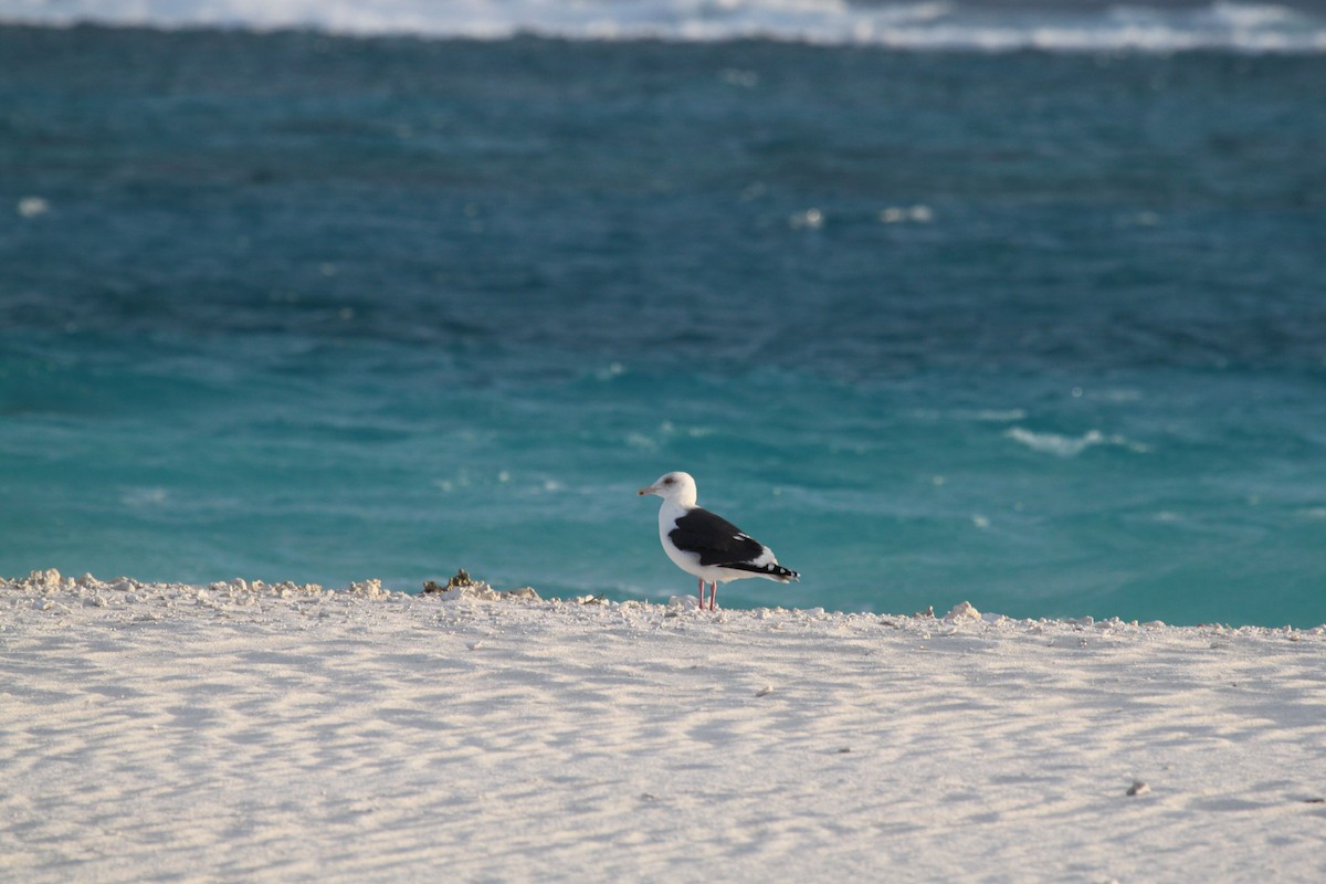 Slaty-backed Gull - ML641416696