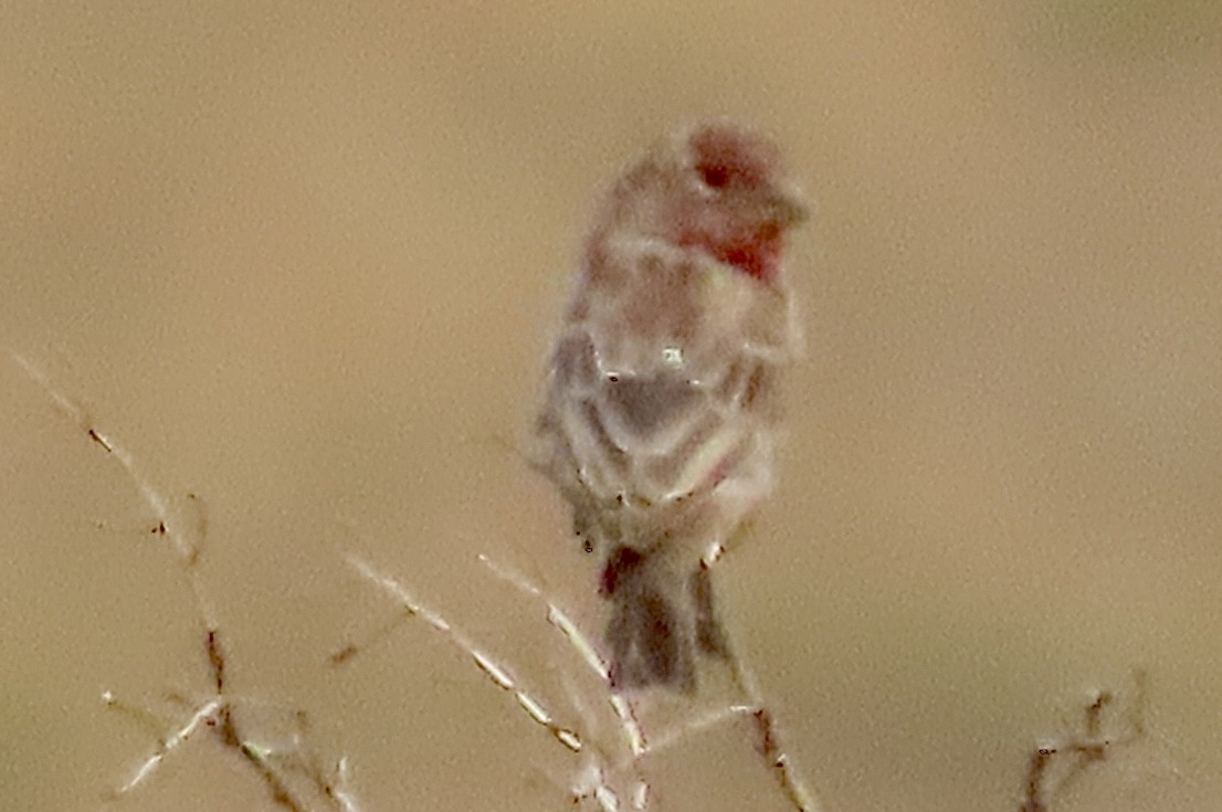House Finch - ML641416703