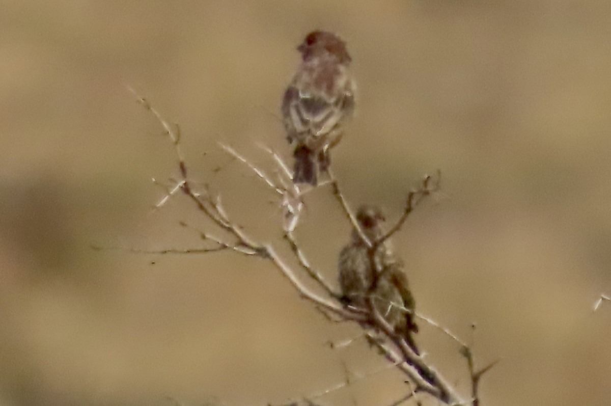 House Finch - ML641416704