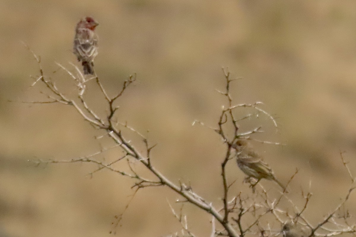 House Finch - ML641416705