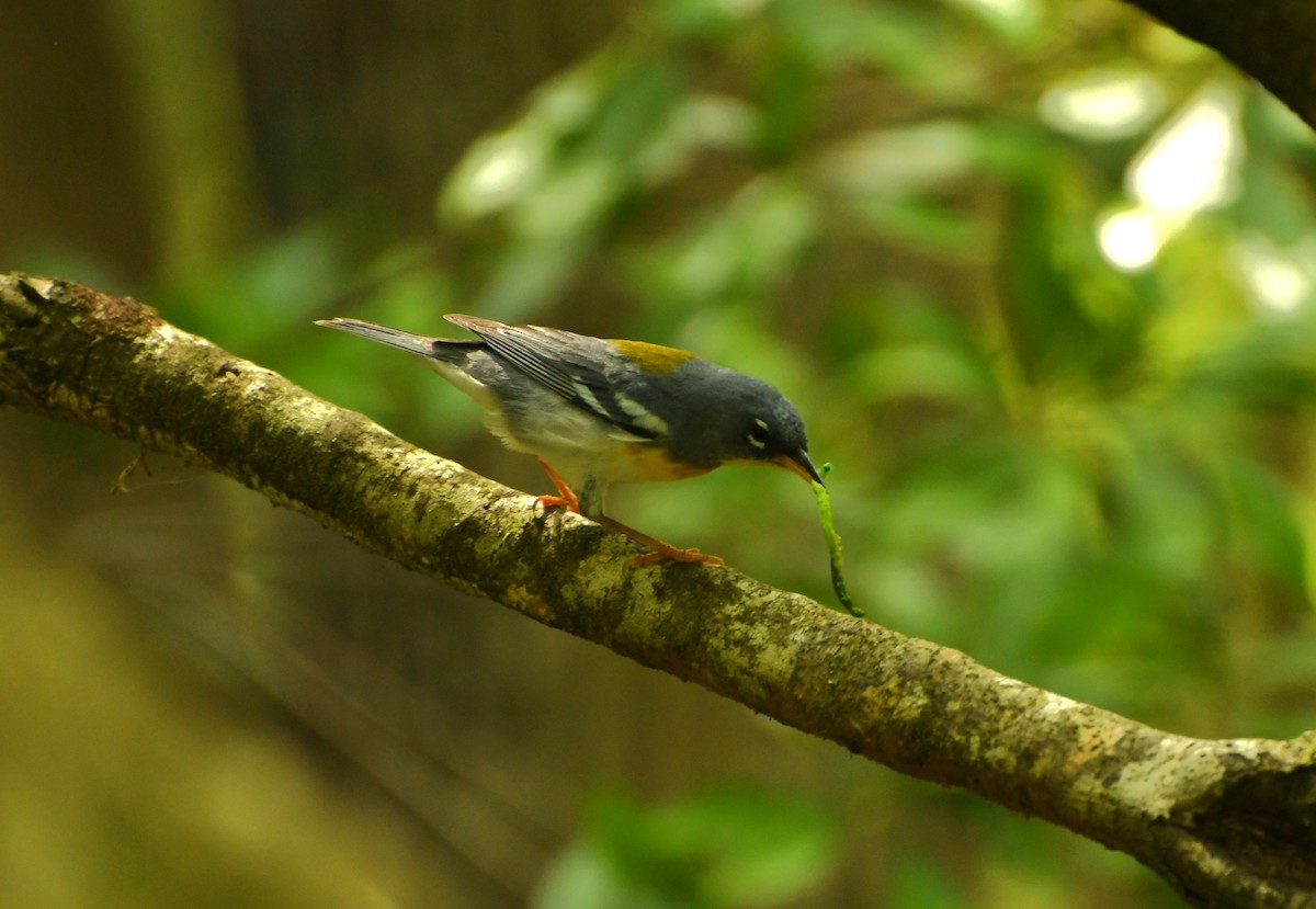 Northern Parula - ML641416706