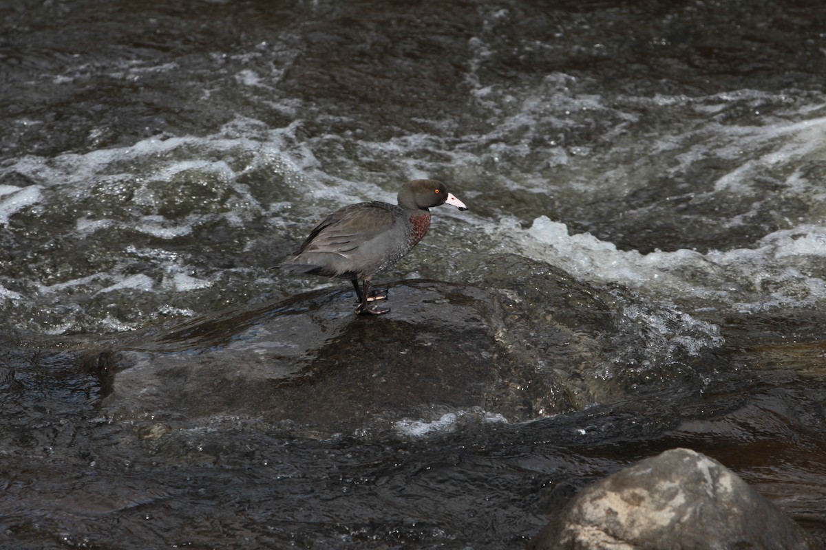 Blue Duck - ML641416708