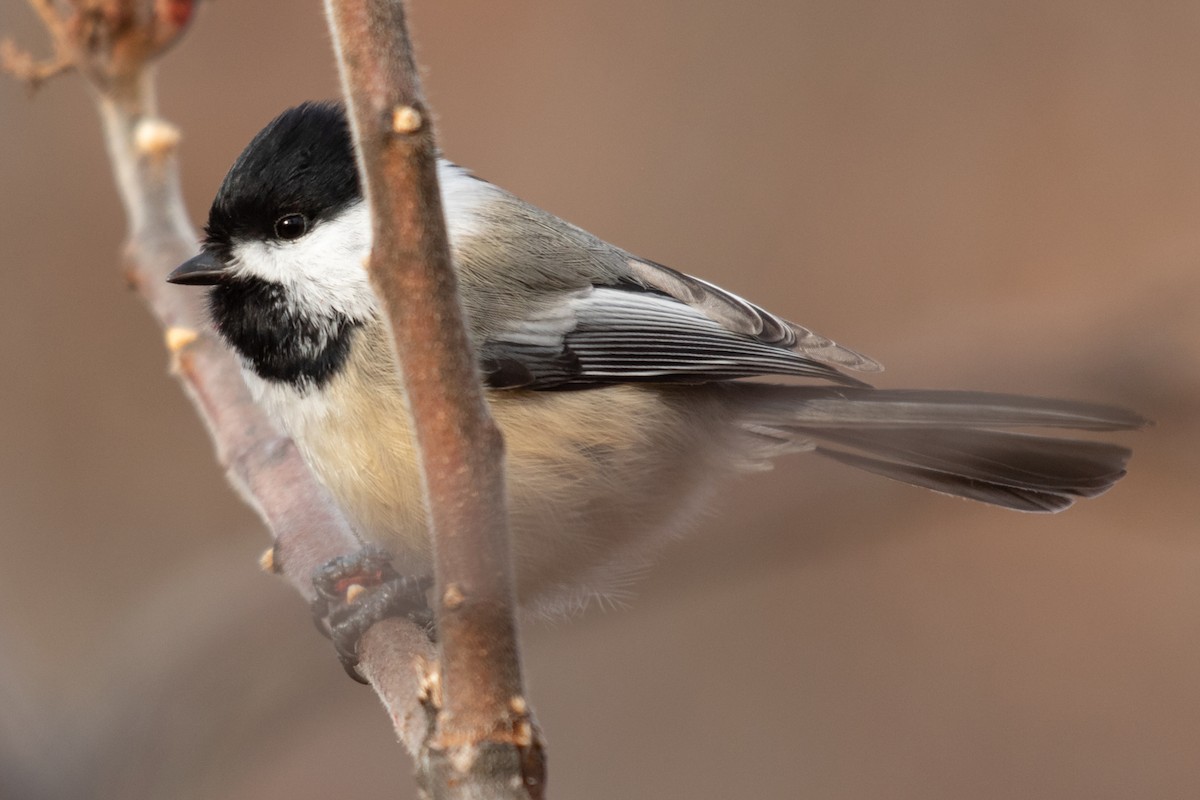Black-capped Chickadee - ML641416718