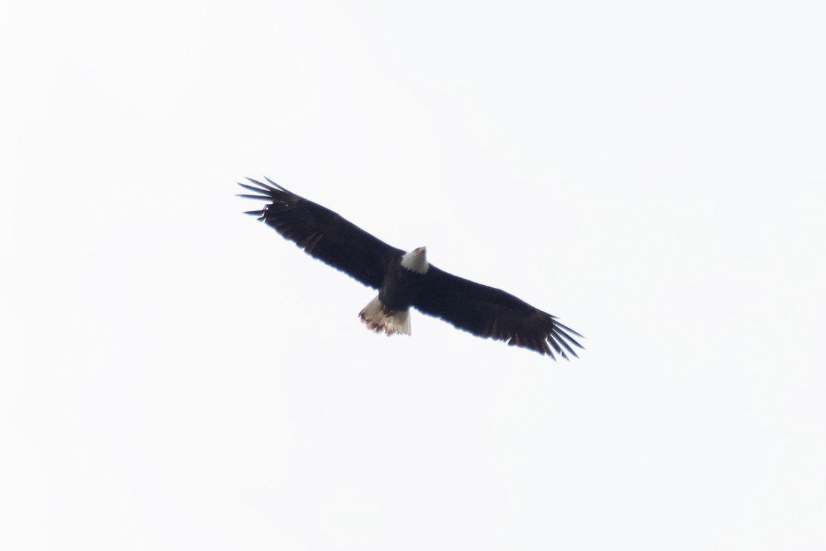 Bald Eagle - ML641416719