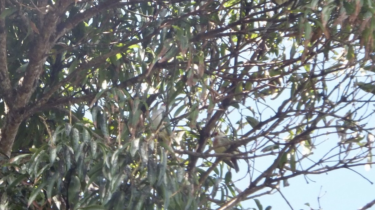 Many-colored Fruit-Dove - ML641416733