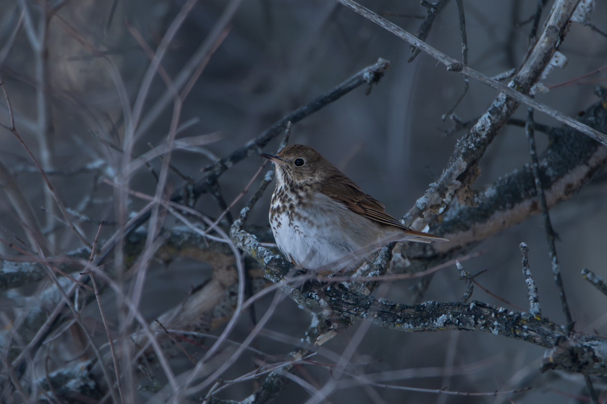 Hermit Thrush - ML641416742