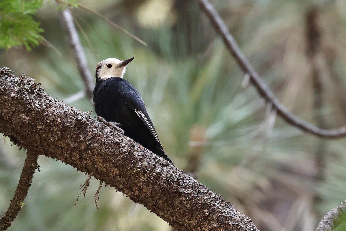 White-headed Woodpecker - ML641416743