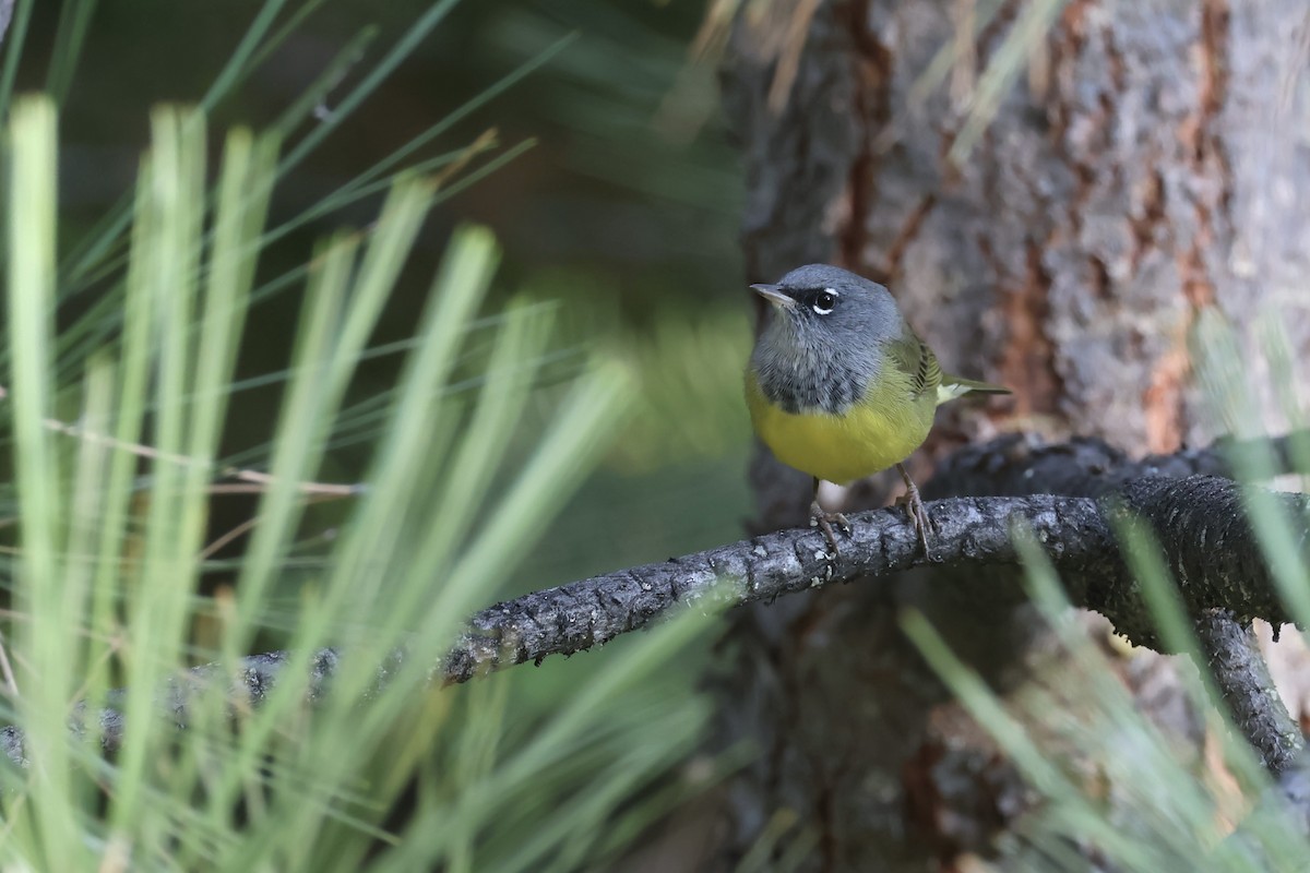 MacGillivray's Warbler - ML641416749