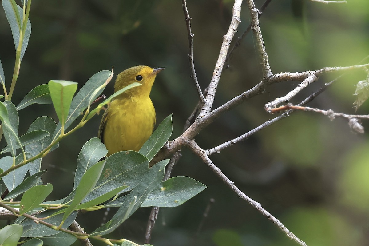 Wilson's Warbler - ML641416754