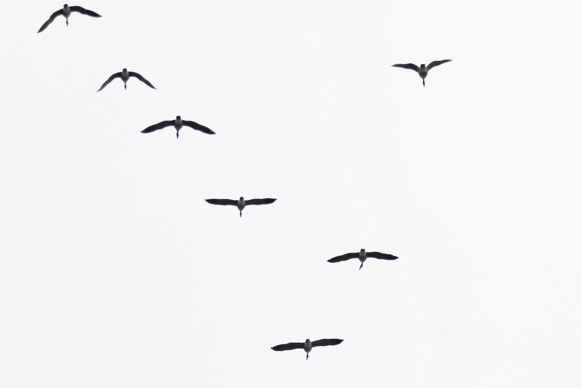 Canada Goose - ML641416765