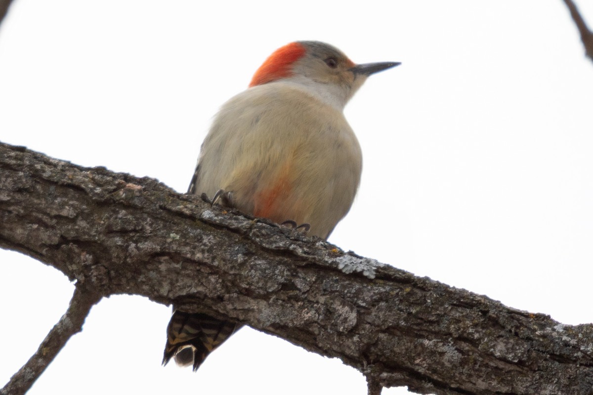 Red-bellied Woodpecker - ML641416773