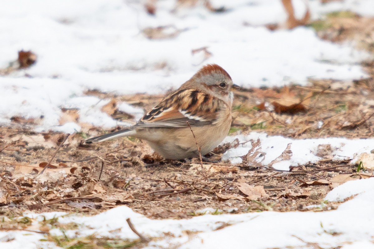 American Tree Sparrow - ML641416775