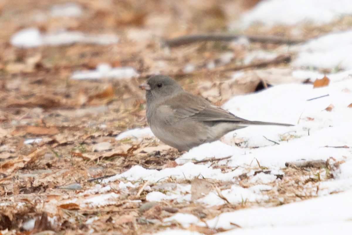 Dark-eyed Junco - ML641416776