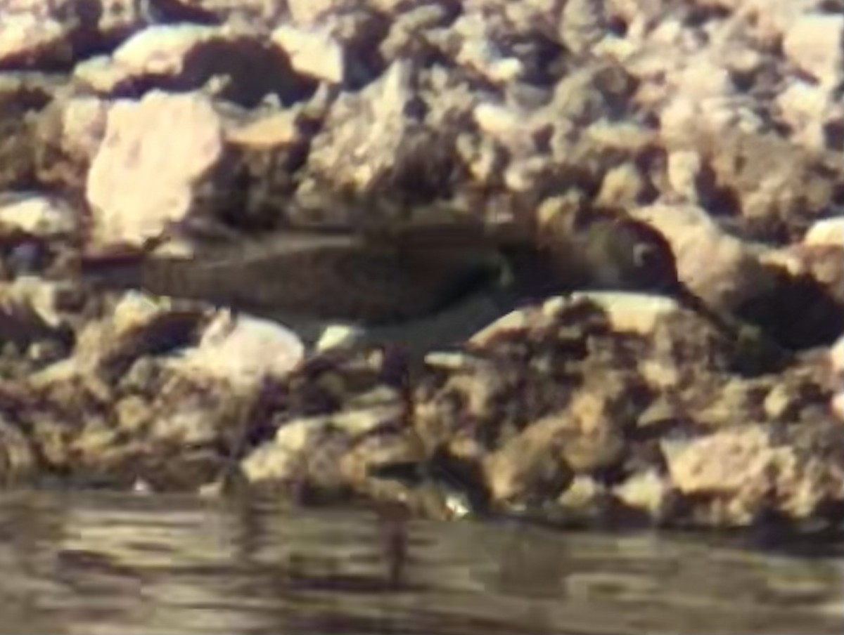 Solitary Sandpiper - ML641416787
