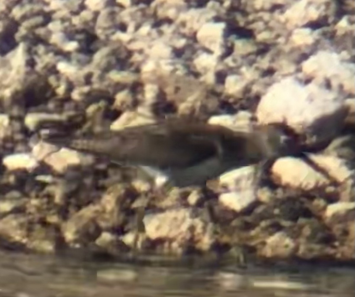 Solitary Sandpiper - ML641416792