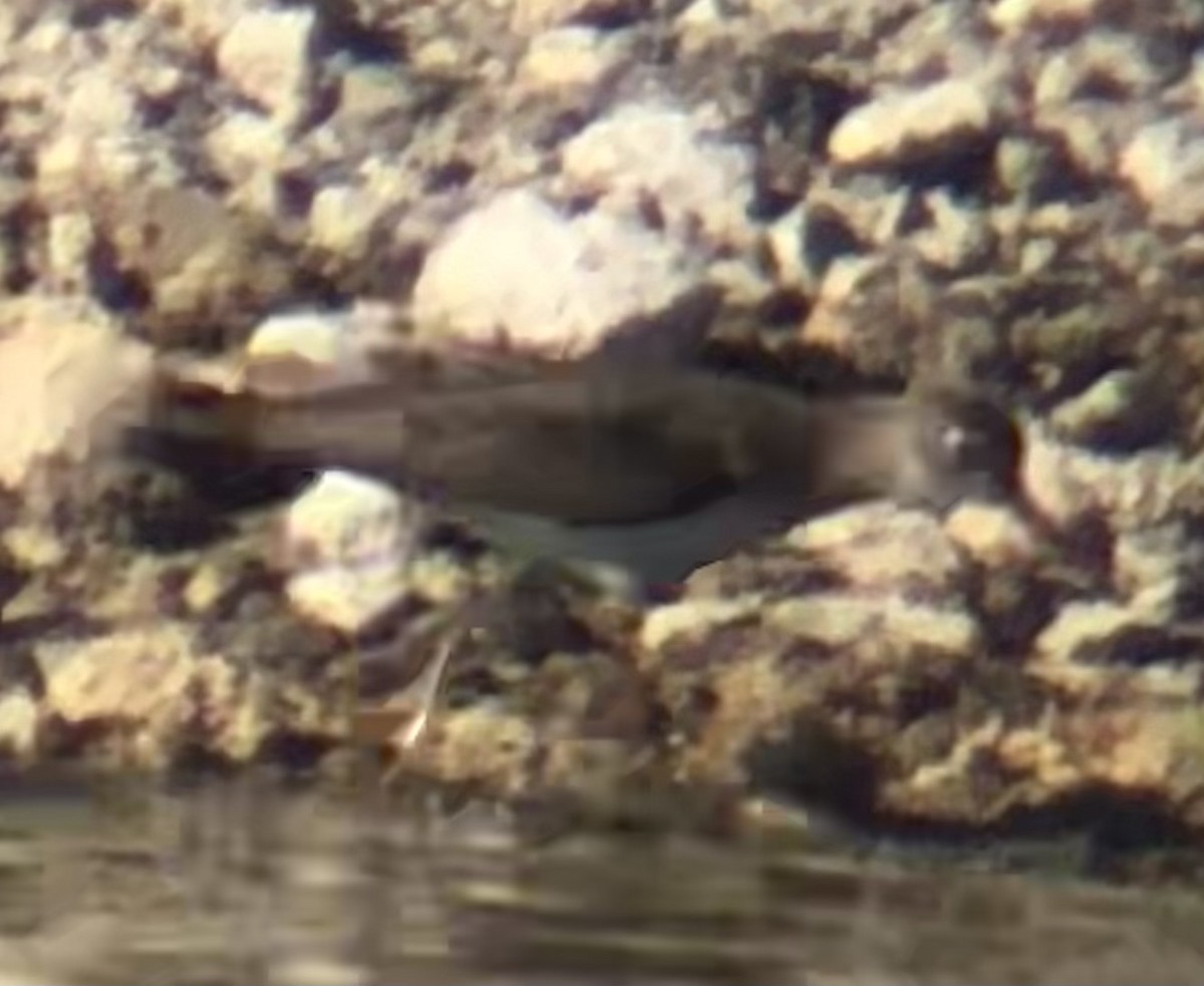 Solitary Sandpiper - ML641416794