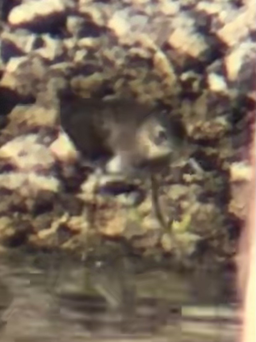Solitary Sandpiper - ML641416795