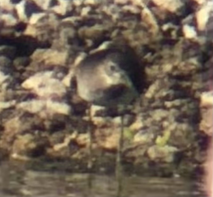 Solitary Sandpiper - ML641416796