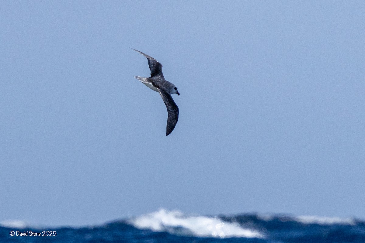 White-headed Petrel - ML641416811