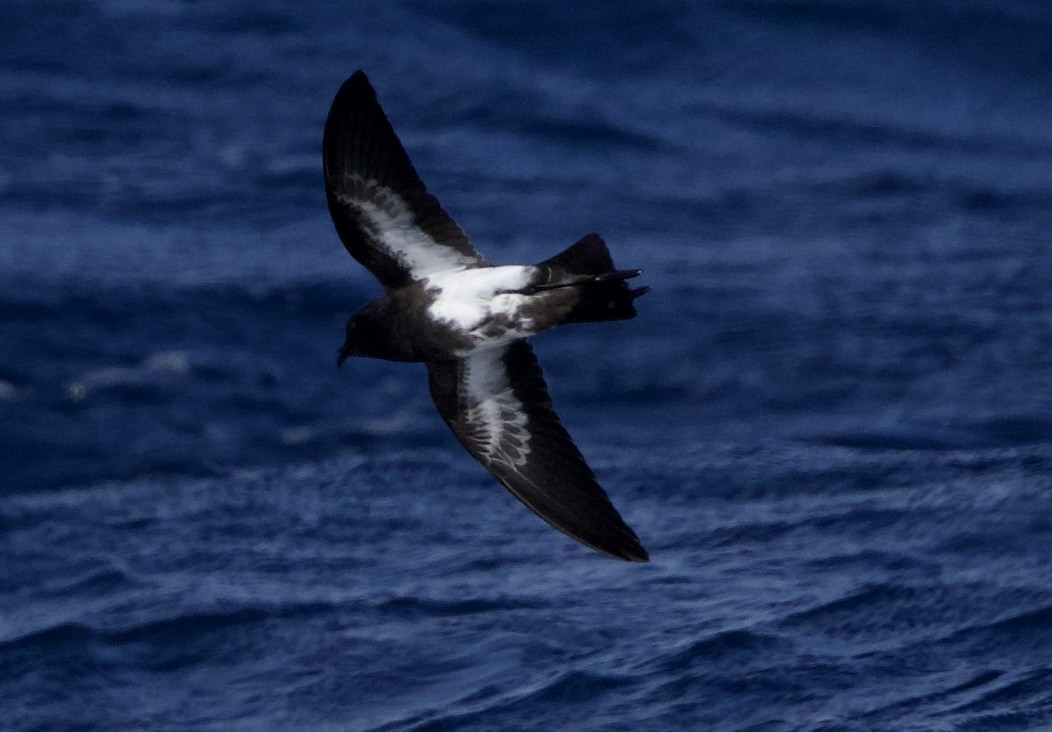 Black-bellied Storm-Petrel - ML641416821
