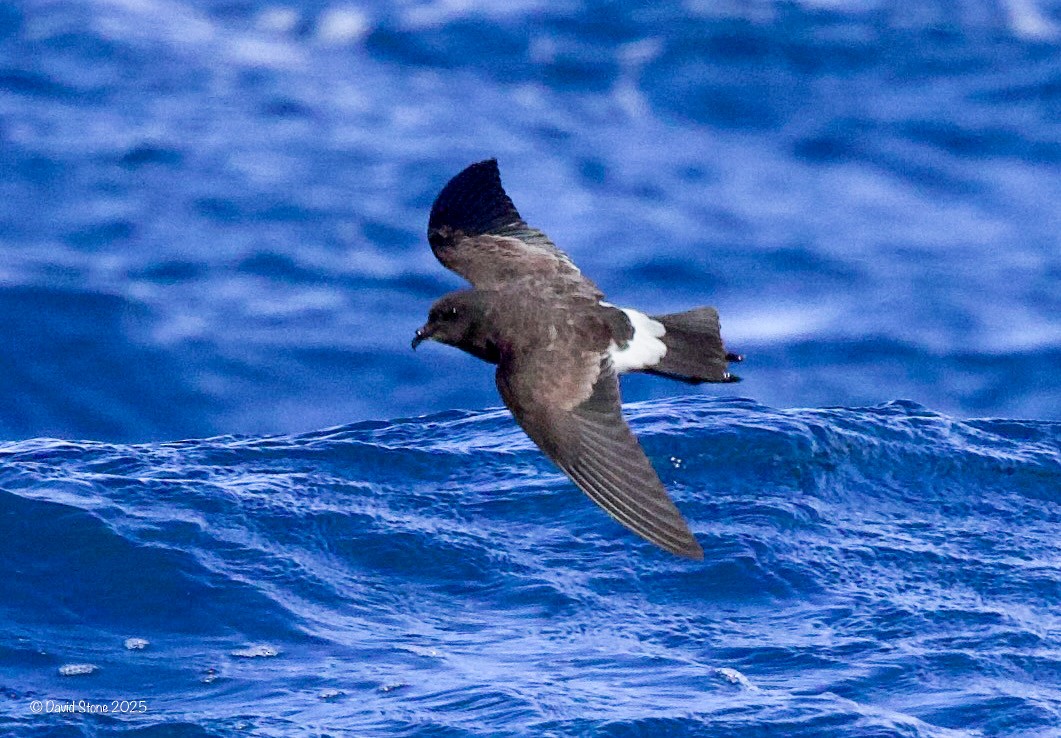 Black-bellied Storm-Petrel - ML641416822