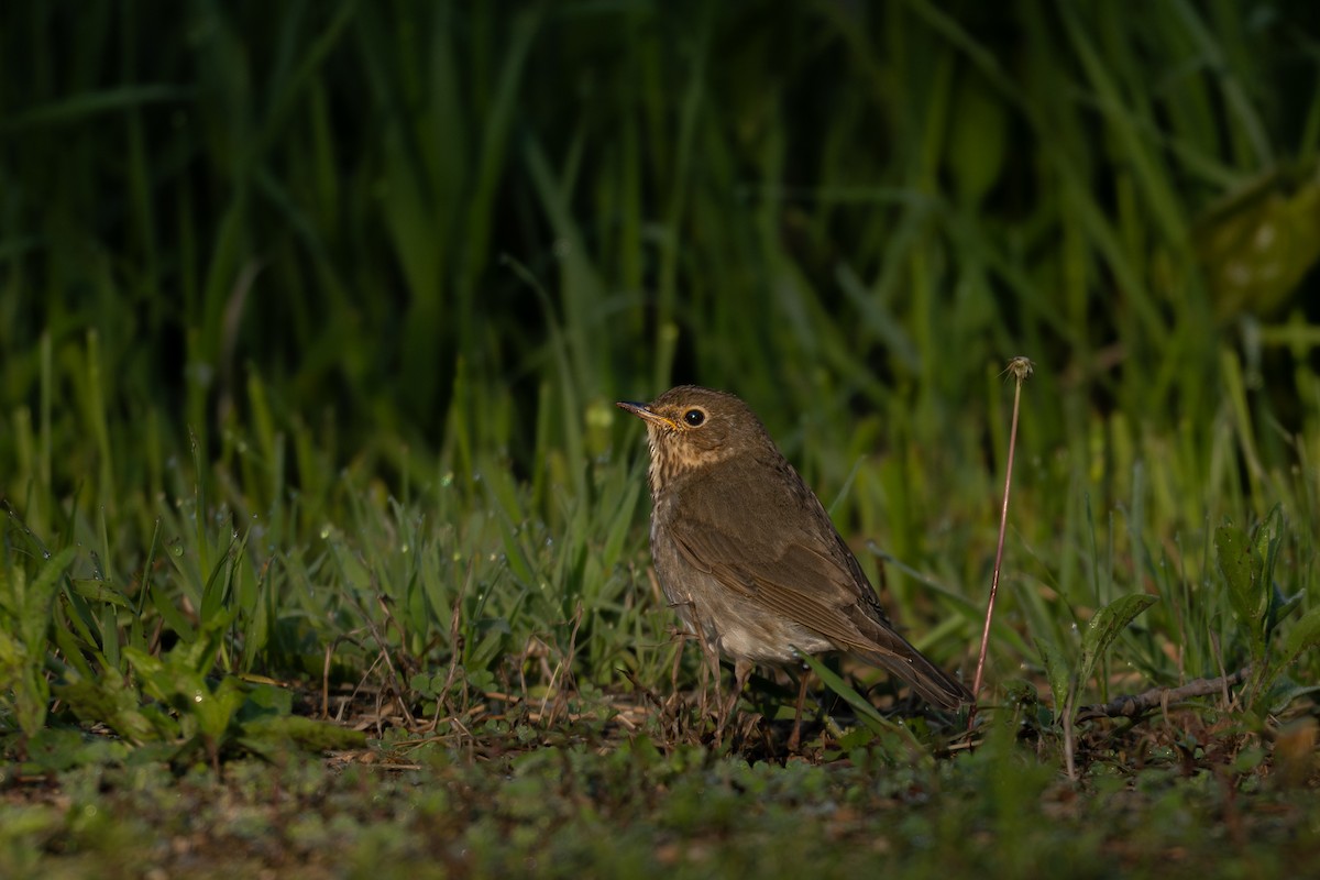 Swainson's Thrush - ML641416829