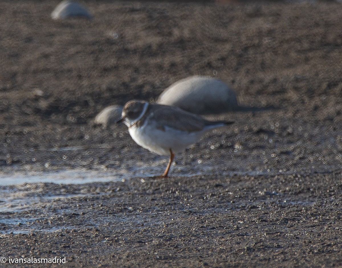 Semipalmated Plover - ML641416843