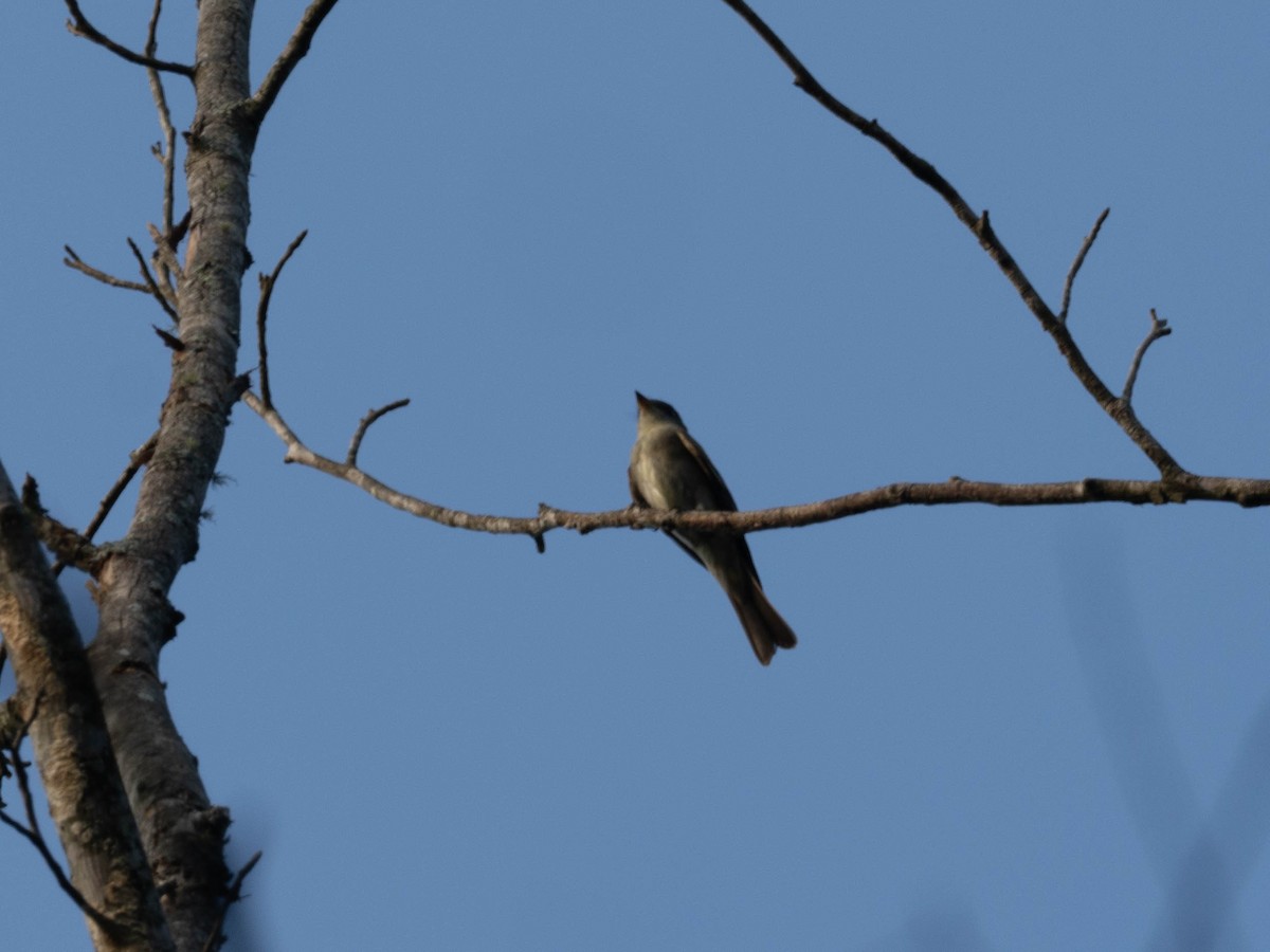 Eastern Wood-Pewee - ML641416847