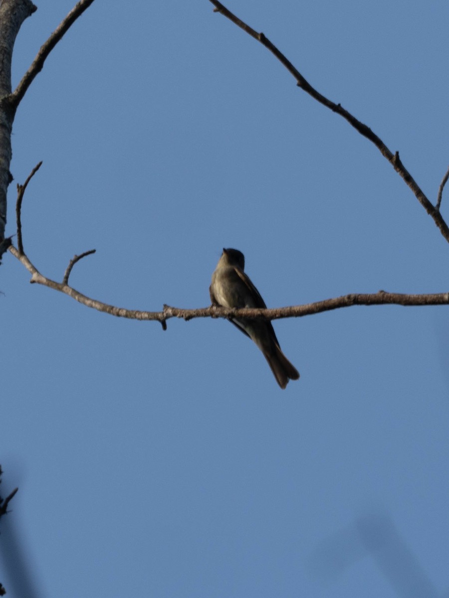 Eastern Wood-Pewee - ML641416848