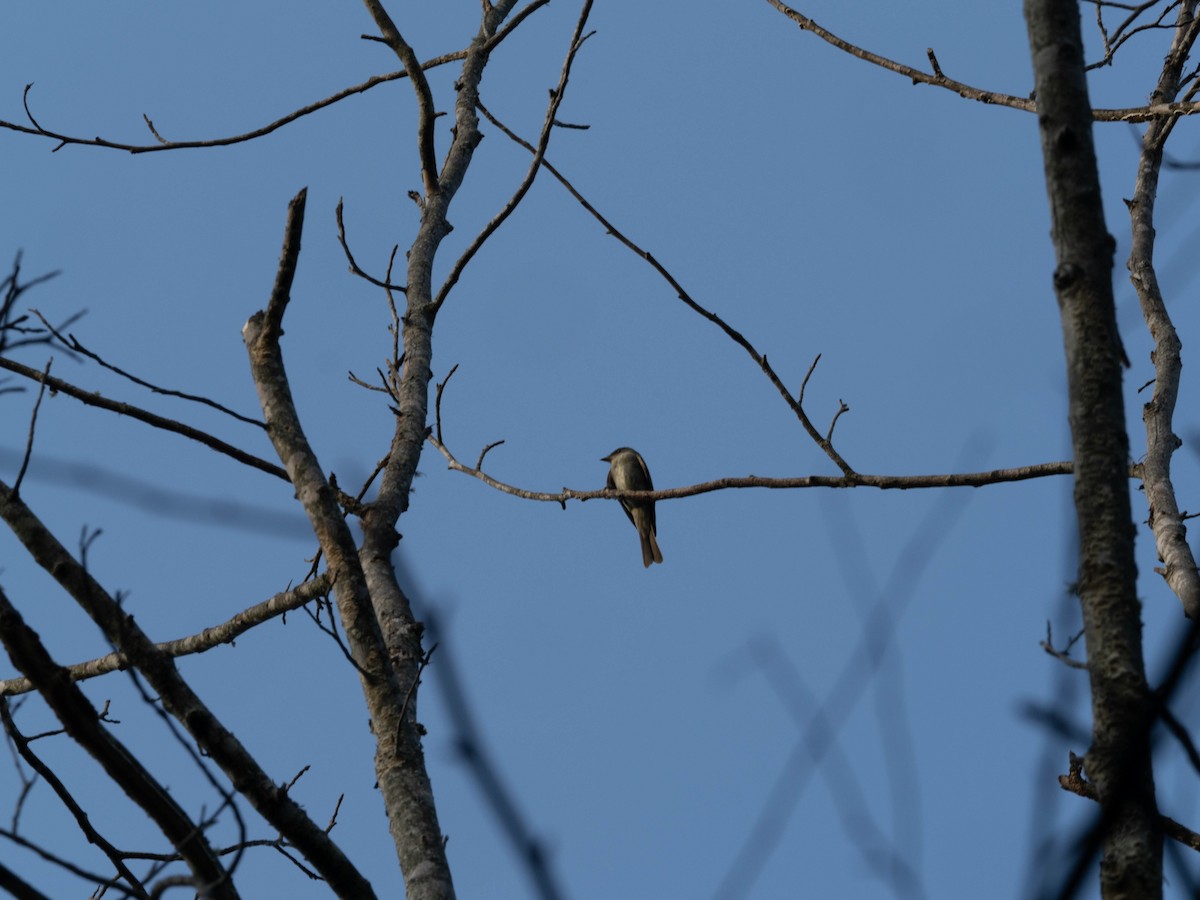 Eastern Wood-Pewee - ML641416849