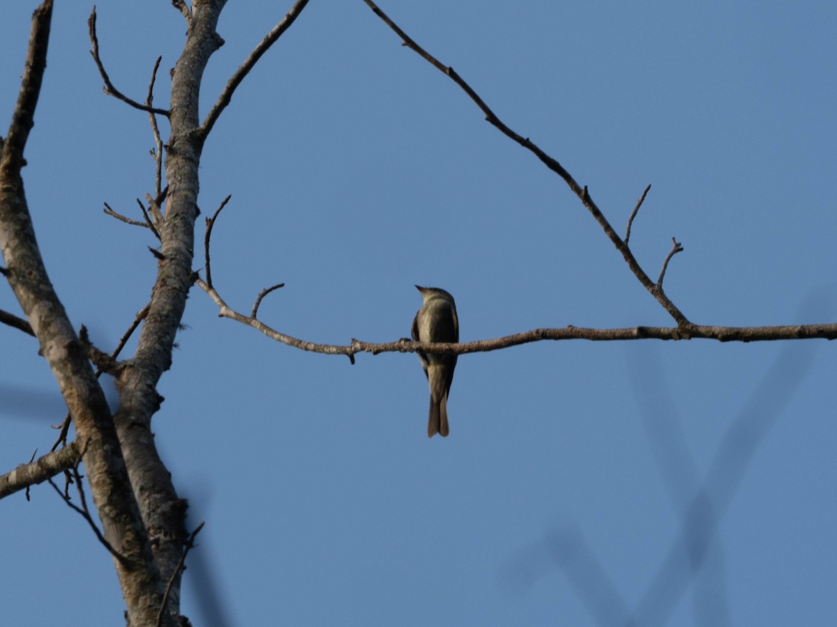 Eastern Wood-Pewee - ML641416850