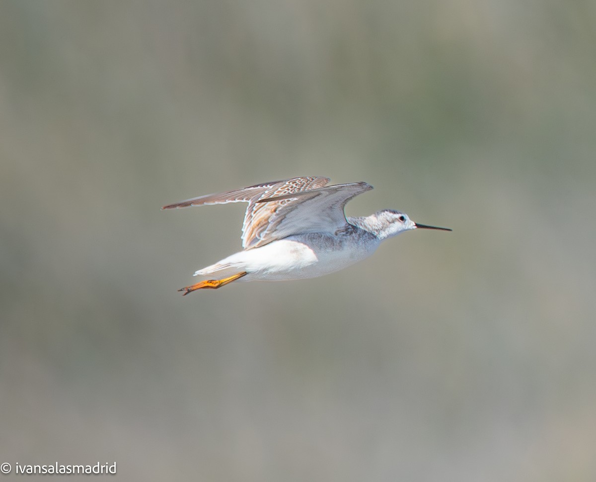 Wilson's Phalarope - ML641416853