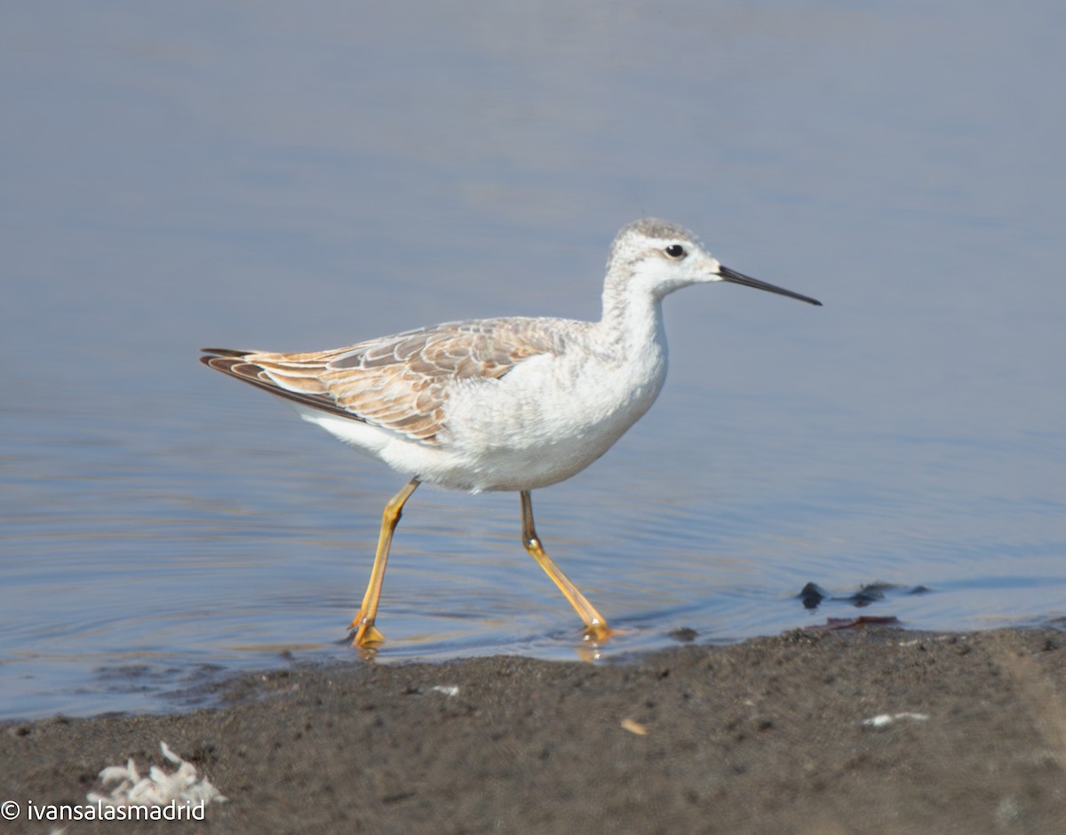 Wilson's Phalarope - ML641416854