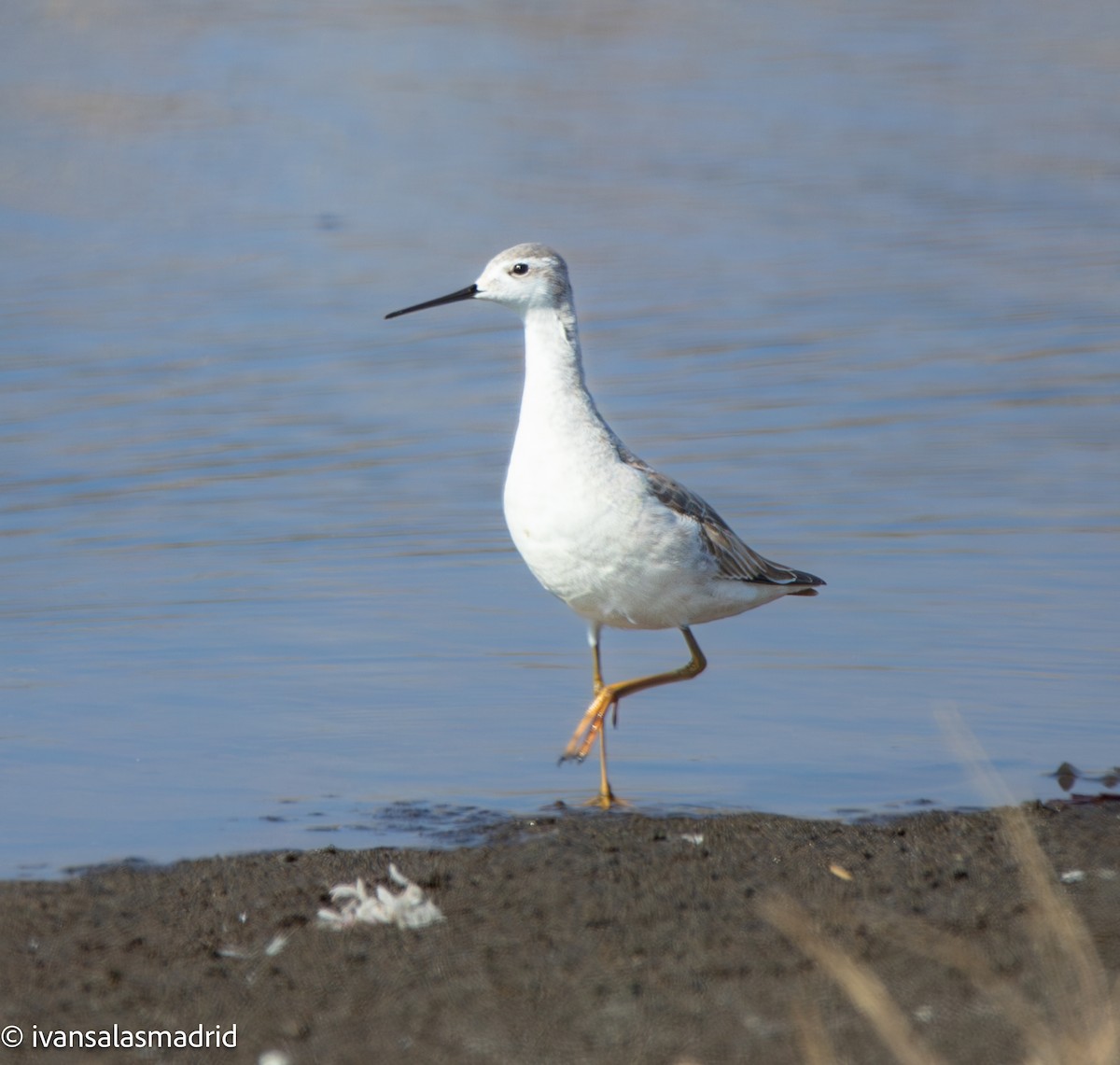 Wilson's Phalarope - ML641416855