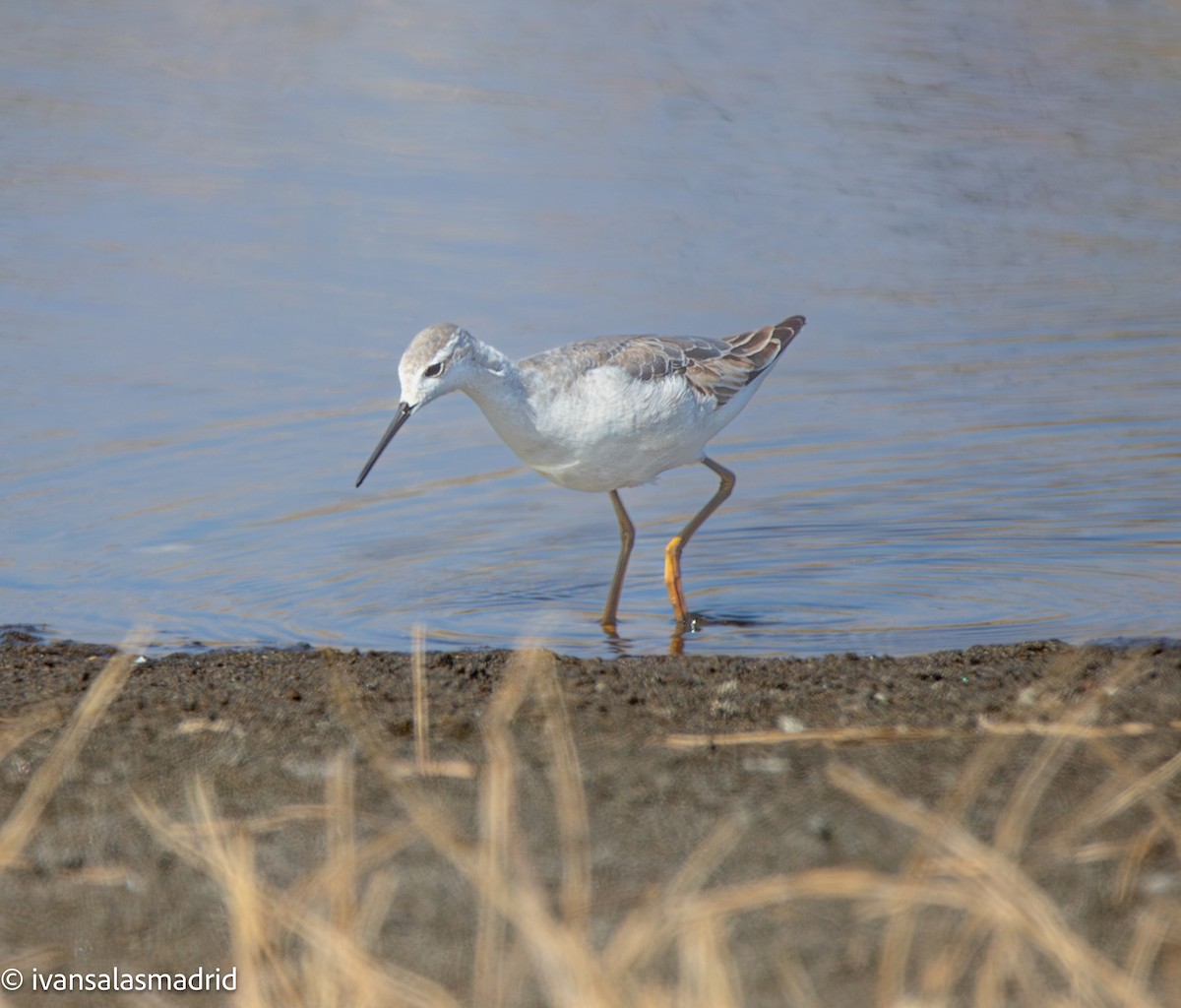 Wilson's Phalarope - ML641416856