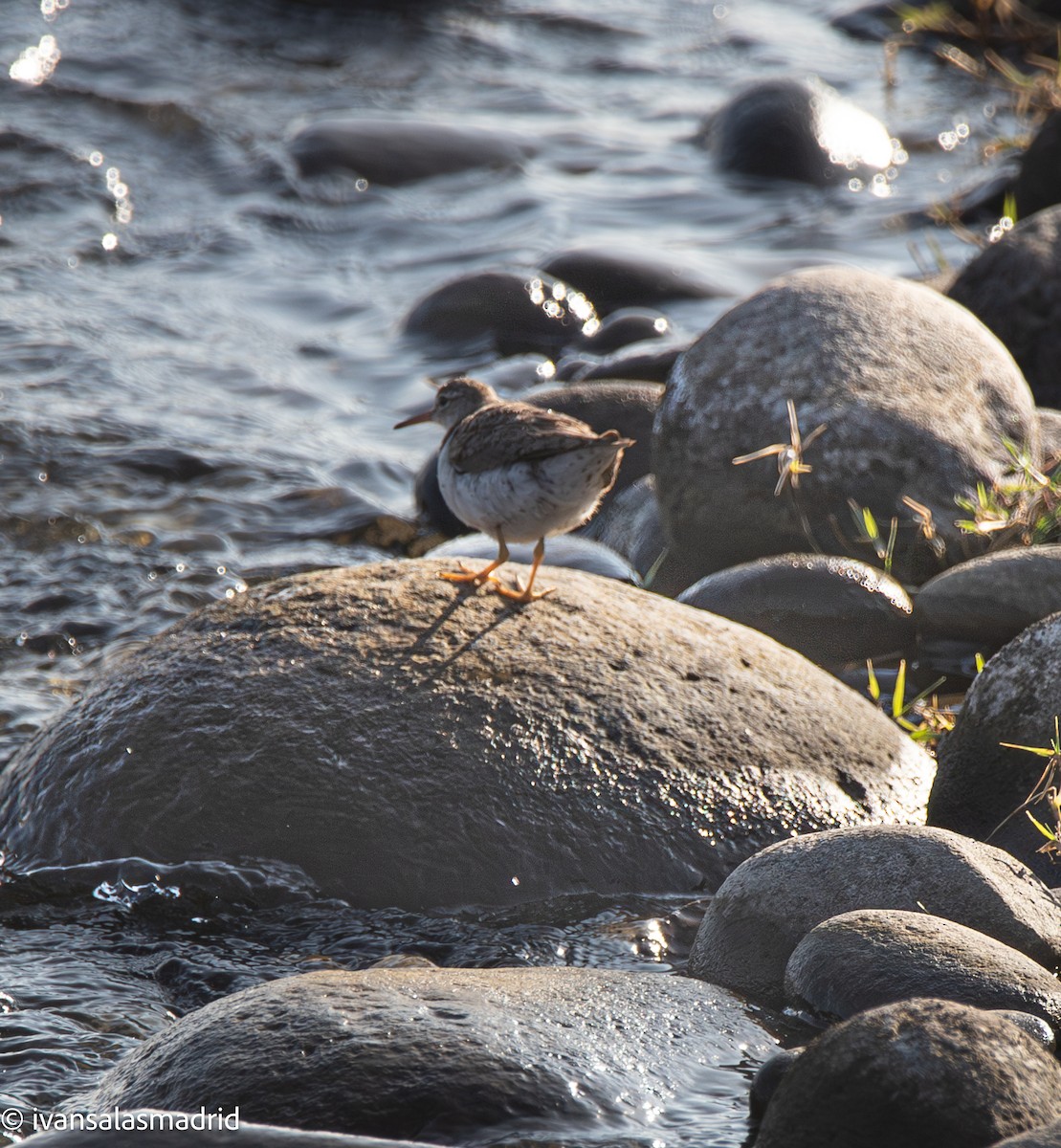 Spotted Sandpiper - ML641416861