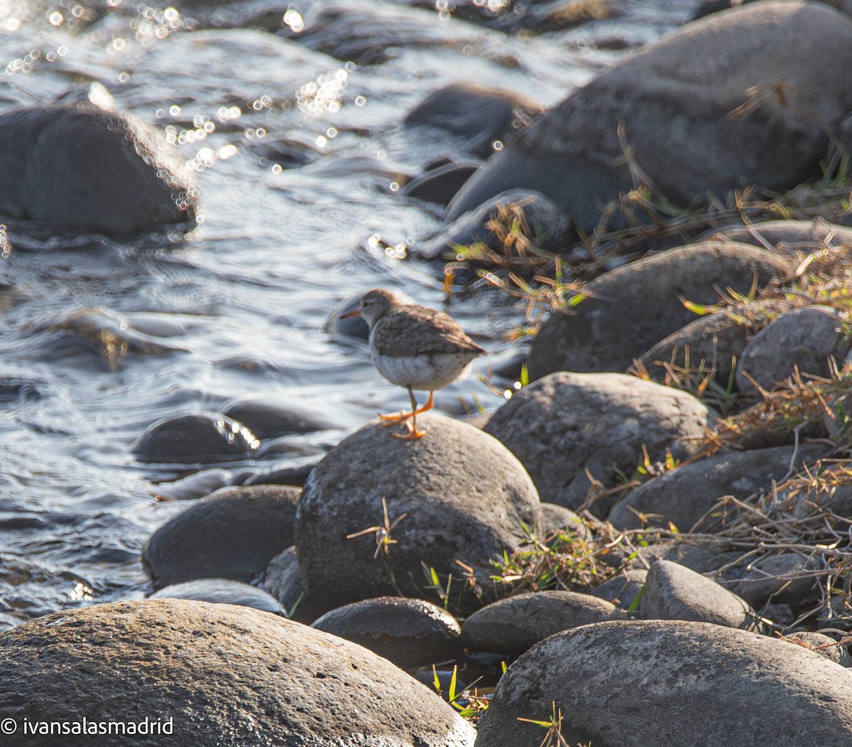 Spotted Sandpiper - ML641416862