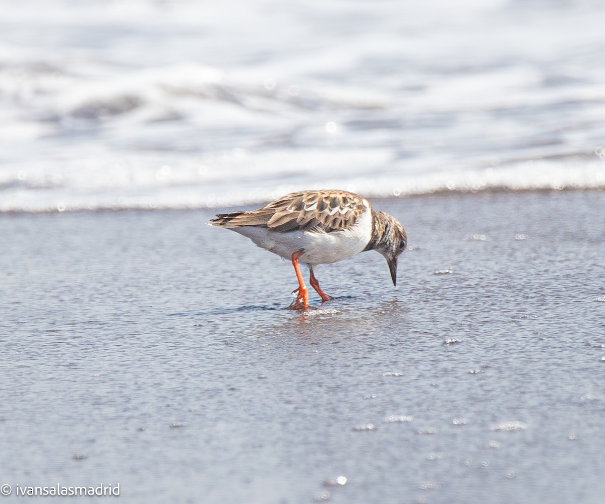 Ruddy Turnstone - ML641416865