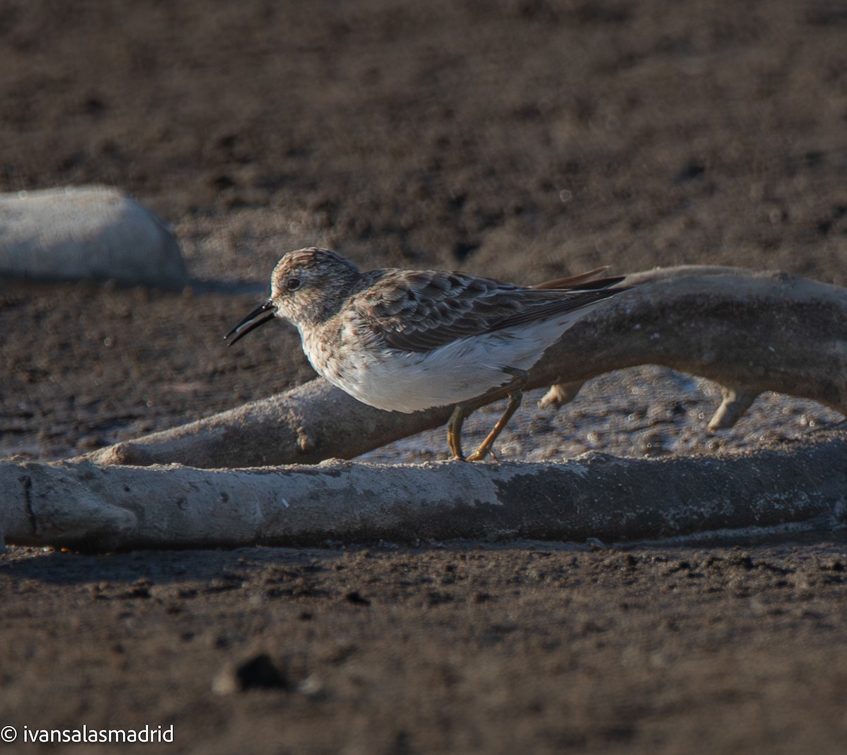 Least Sandpiper - ML641416867