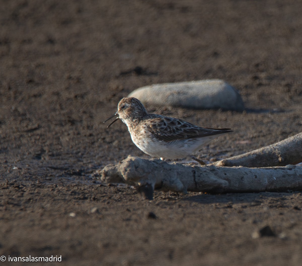 Least Sandpiper - ML641416868