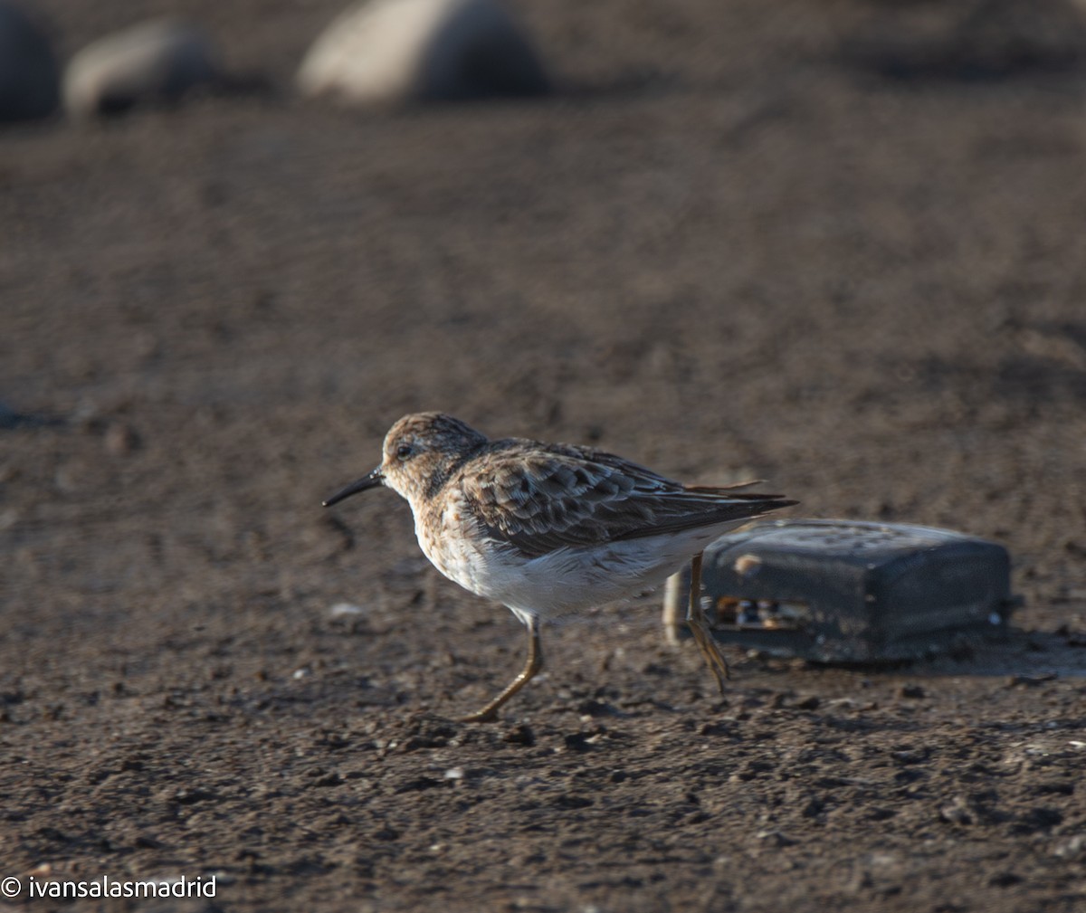 Least Sandpiper - ML641416869