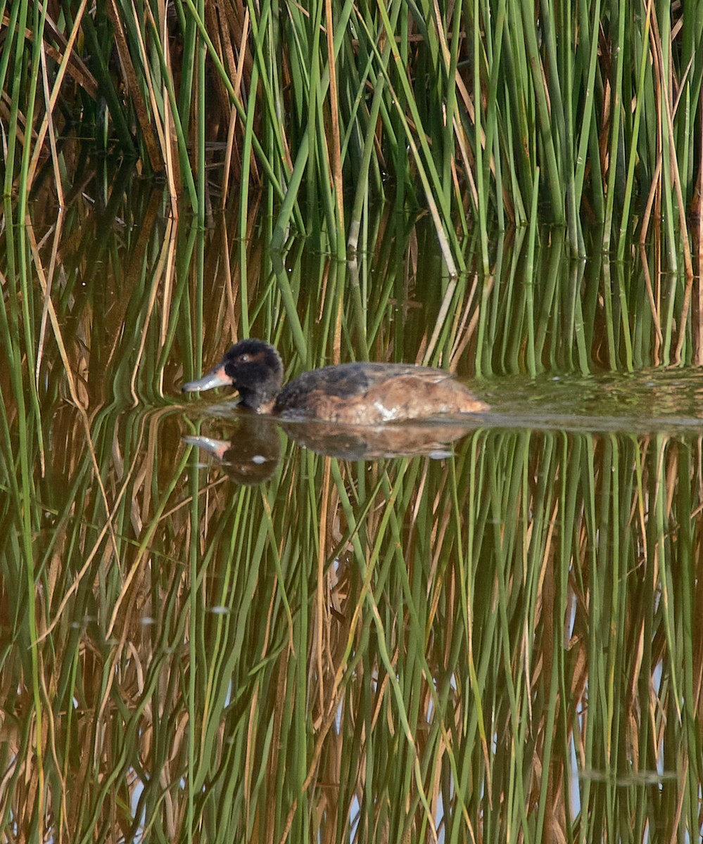 Black-headed Duck - ML641416873
