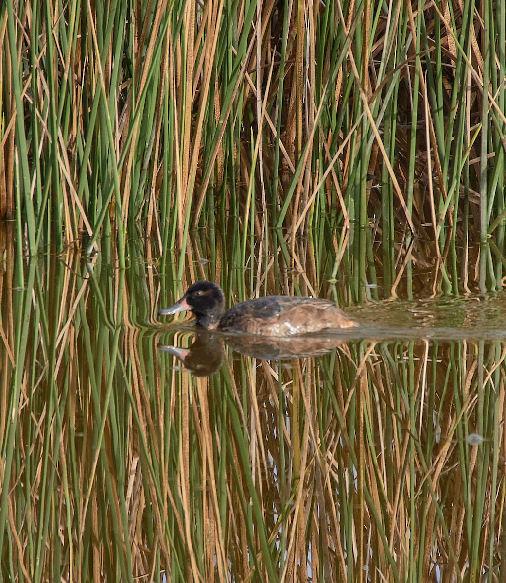Black-headed Duck - ML641416874