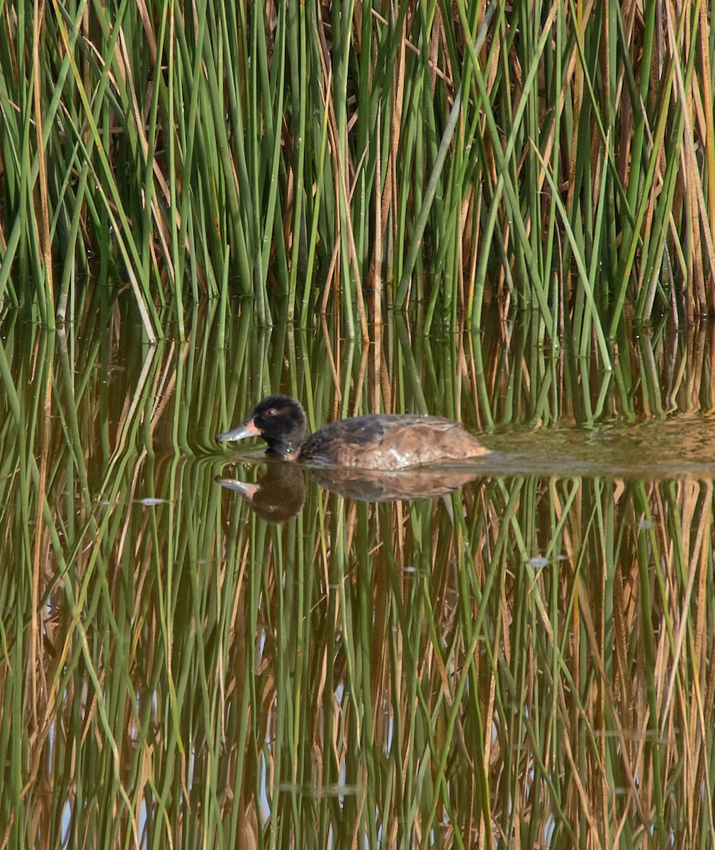 Black-headed Duck - ML641416875