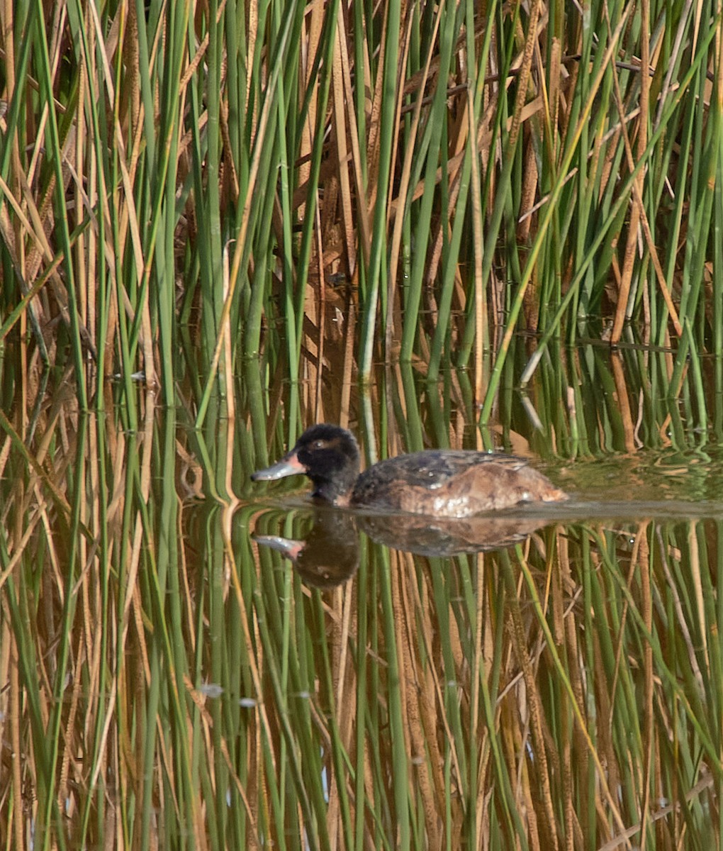 Black-headed Duck - ML641416876